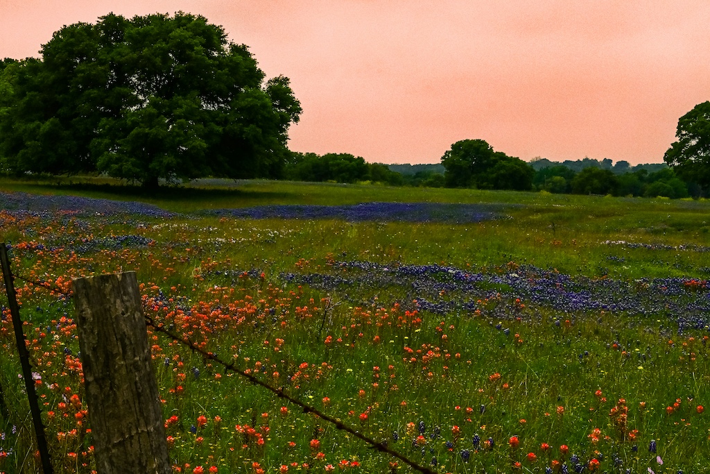 Field of orange and purple wildflowers, north Texas